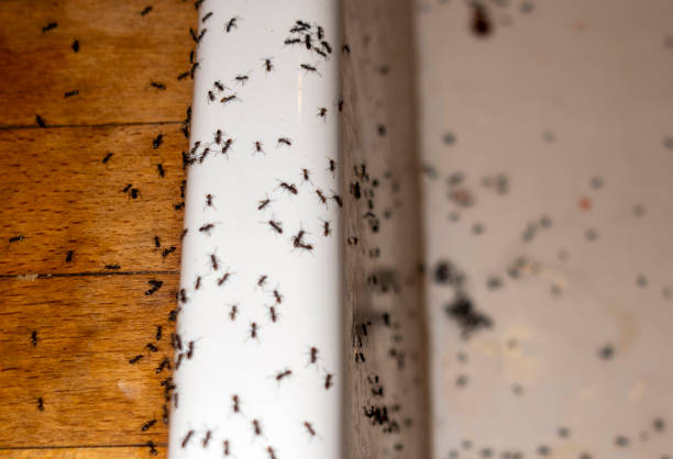 Best Affordable Pest Control Services  in Chetopa, KS