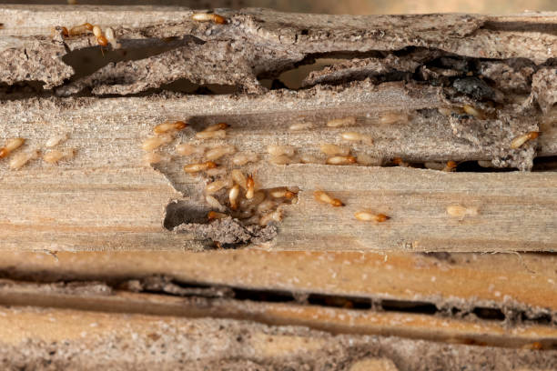 Best Spider Control Near Me  in Chetopa, KS