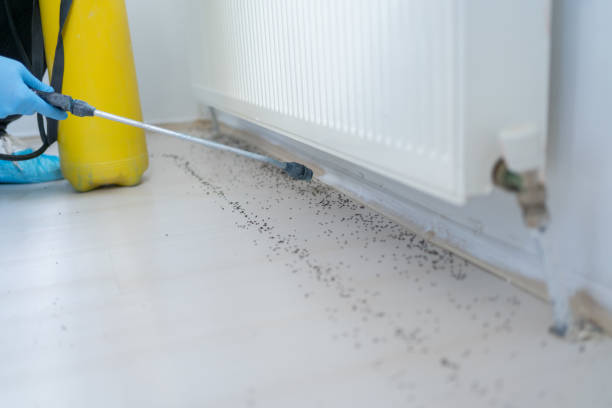 Flea Control Services in Chetopa, KS